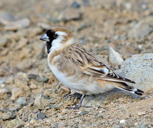 Божирго (Монгол божирго)